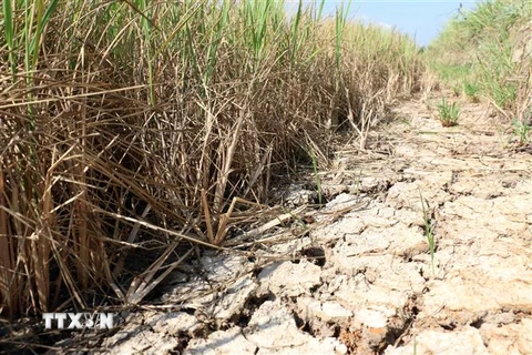 Nhiều diện tích lúa ở Bến Tre bị thiệt hại do hạn mặn. (Ảnh: Trần Thị Thu Hiền/TTXVN)