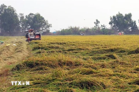 Nông dân thu hoạch lúa Đông Xuân 2019-2020 ở xã Phú Mỹ, huyện Giang Thành. (Ảnh: Lê Huy Hải/TTXVN)
