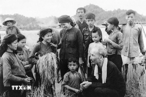 Chủ tịch Hồ Chí Minh thăm xã viên Hợp tác xã Hùng Sơn, huyện Đại Từ, tỉnh Thái Nguyên đang gặt lúa mùa (1954). (Ảnh: Tư liệu/TTXVN)