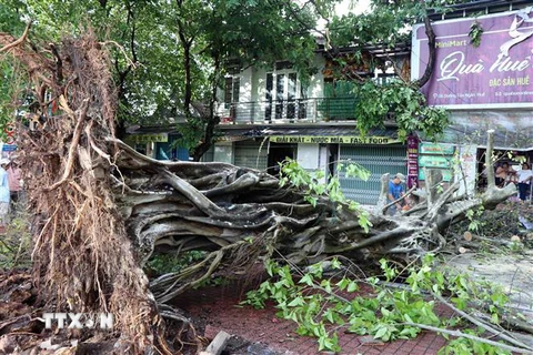 Một cây cổ thụ trên đường Cửa Ngăn, thành phố Huế bị mưa dông làm bật gốc. (Ảnh: Đỗ Trưởng/TTXVN)