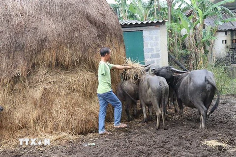 Một nạn nhân bom mìn ở Quảng Bình. (Ảnh minh họa. Nguồn: TTXVN)