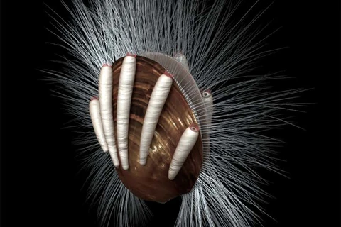 Một số sinh vật hình ống sống ký sinh bên ngoài vỏ của loài động vật tay cuộn. (Nguồn: Newscientist)