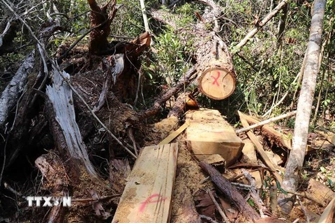 Hiện trường vụ phá rừng Pơ mu xảy ra vào tháng 4/2020 tại tiểu khu 1219, thuộc lâm phần quản lý của Công ty Trách nhiệm hữu hạn Một thành viên Lâm nghiệp Kông Bông. (Ảnh: Tuấn Anh/TTXVN)