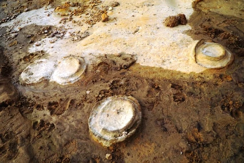 Các hóa thạch Cúc đá được tìm thấy tại Gia Lai. (Ảnh: Quang Tuệ/Sở Văn hóa, Thể thao và Du lịch tỉnh Gia Lai)