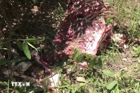 Bộ xương của con bò tót bị giết hại được lực lượng chức năng phát hiện vào tối 13/7/2020 tại khu vực núi tượng thuộc Vườn quốc gia Cát Tiên, tỉnh Đồng Nai. (Ảnh: TTXVN)