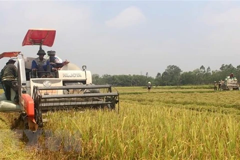 Nông dân thu hoạch lúa. (Ảnh: Nguyễn Nam/TTXVN)