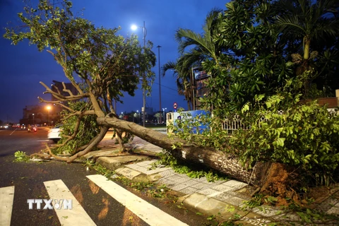 Cây xanh bị bão số 9 quật ngã trên nhiều tuyến đường ở Đà Nẵng. (Ảnh: Trần Lê Lâm/TTXVN)