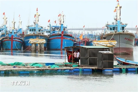  Lồng bè và tàu thuyền của ngư dân Ninh Thuận đã được neo đậu tránh bão tại cảng cá Ninh Chử, thành phố Phan Rang-Tháp Chàm, tỉnh Ninh Thuận. (Ảnh: Công Thử/TTXVN)