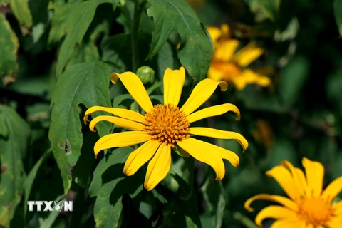 Hoa dã quỳ ở vùng biên viễn mang vẻ đẹp hoang sơ, dung dị đặc trưng với sắc vàng ấm áp. (Ảnh: Xuân Tiến/TTXVN)
