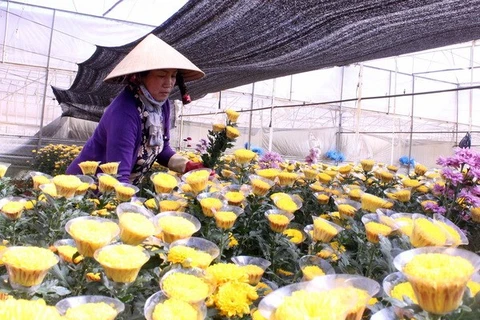 Nông dân trồng hoa tại thành phố Đà Lạt thu hoạch hoa cúc. (Ảnh: Phạm Kha/TTXVN)