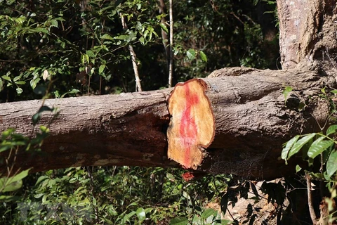 Vết cưa máy sắc lẹm tại một thân cây to trong rừng đặc dụng, địa bàn thuộc bản Bua, xã Mường Phăng (thành phố Điện Biên Phủ, tỉnh Điện Biên). (Ảnh: Hải An-Xuân Tiến/TTXVN)