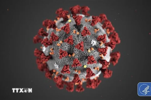 Hình ảnh minh họa virus SARS-CoV-2 gây bệnh viêm đường hô hấp cấp COVID-19. (Ảnh: AFP/TTXVN)