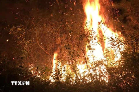 Ngọn lửa bùng phát mạnh đã thiêu rụi một số hécta rừng. (Ảnh: Văn Thắng/TTXVN)