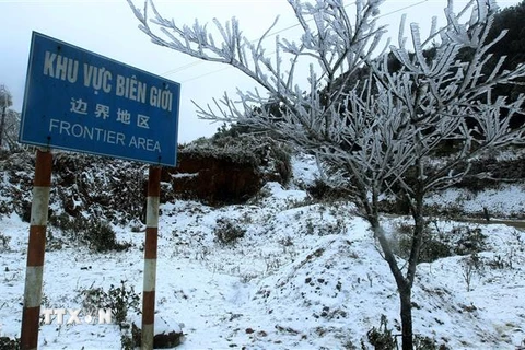 Tuyết rơi phủ trắng cành cây tại xã Y Tý, huyện Bát Xát, tỉnh Lào Cai. (Ảnh: Quốc Khánh/TTXVN)