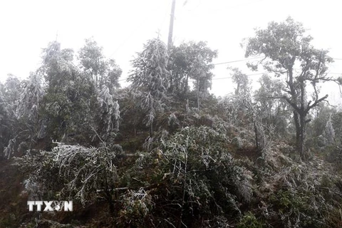Băng tuyết bao phủ trên các cành cây. (Ảnh minh họa: Quốc Khánh/TTXVN)