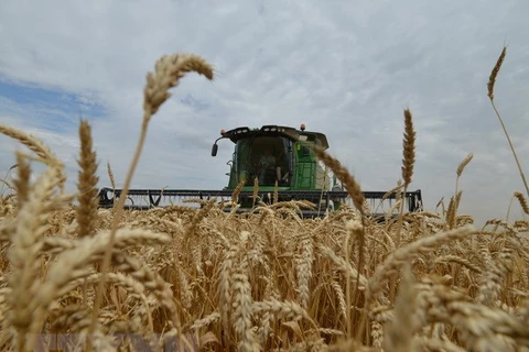Thu hoạch lúa mỳ. (Ảnh: AFP/TTXVN)