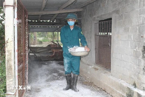 Người dân rắc vôi bột tiêu độc, khử trùng quanh chuồng trại chăn nuôi. (Ảnh: Thùy Dung/TTXVN)