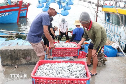 Thu mua cá cơm tại Bến cá Bắc Cửa Việt, huyện Gio Linh. (Ảnh: Nguyên Lý/TTXVN)