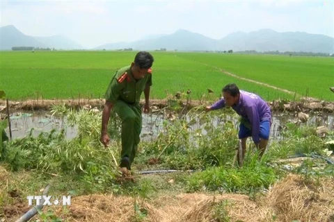 Công an huyện Tri Tôn, An Giang tiến hành nhổ bỏ, tiêu hủy toàn bộ 32 cây cần sa trồng trái phép trong nhà ông Nguyễn Văn Út. (Ảnh: TTXVN phát)