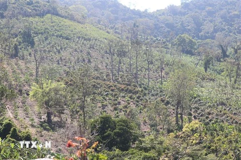 Hàng chục ha rừng tự nhiên tái sinh tại xã Suối Tân, huyện Cam Lâm (Khánh Hòa) đã bị 'cạo trọc' để trồng các loại cây như chuối, xoài. (Ảnh: Thanh Vân/TTXVN)