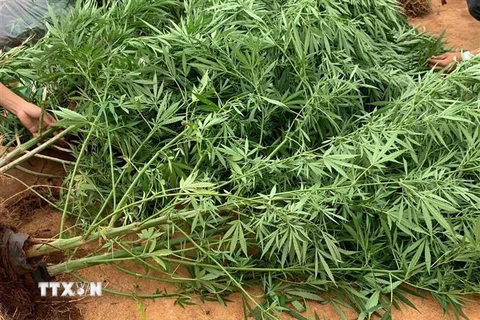 Cơ quan công an phát hiện, xử lý vụ trồng 539 cây cần sa tại Đắk Lắk. (Ảnh: TTXVN phát)