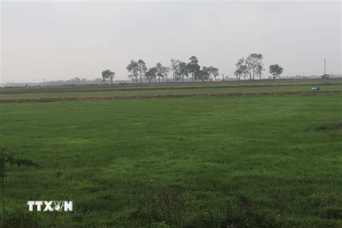 Đồng ruộng tại xã Phú Xuân, huyện Bình Xuyên (Vĩnh Phúc) rộng hàng trăm ha, phần lớn bị bỏ hoang. (Ảnh: Nguyễn Trọng Lịch/TTXVN)