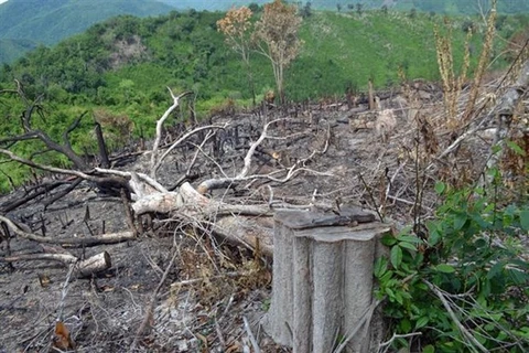 Một gốc cây rừng lớn bị chặt hạ còn sót lại ở Phú Yên. (Ảnh: Xuân Triệu/TTXVN)