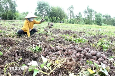 Nông dân xã Thành Trung, huyện Bình Tân, tỉnh Vĩnh Long thu hoạch khoai lang. (Ảnh: Lê Thúy Hằng/TTXVN)