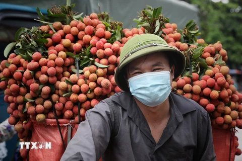 Niềm vui của người nông dân chở những chuyến vải sớm cuối cùng tới các điểm cân tại xã Phượng Sơn, huyện Lục Ngạn, tỉnh Bắc Giang. (Ảnh: Danh Lam/TTXVN)