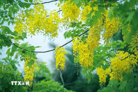 Muồng hoàng yến với sắc vàng đặc trưng được trồng xen kẽ với nhiều loại cây khác nhau trên đường phố Hòa Bình. (Ảnh: Trọng Đạt/TTXVN)