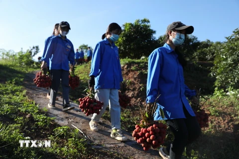 Các thanh niên tình nguyện huyện Lục Ngạn giúp người dân thu hoạch vải thiều. (Ảnh: Danh Lam/TTXVN)