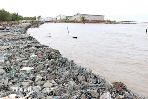 Đê biển Tây ở Cà Mau bị sạt lở nghiêm trọng. (Ảnh: Huỳnh Anh/TTXVN)