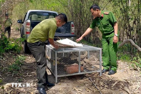 Lực lượng chức năng tỉnh Đắk Nông thả kỳ đà vân về môi trường tự nhiên. (Ảnh: TTXVN phát)