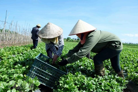 Nông dân tại một hợp tác xã thu hoạch rau sạch. (Ảnh: TTXVN)