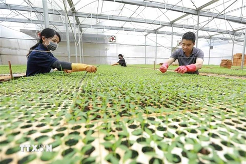 Nông dân tại hợp tác xã trồng dưa lưới và sản xuất cây giống rau. (Nguồn: TTXVN)