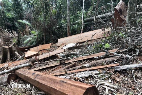 Hiện trường vụ phá rừng tại Khoảnh 4, Tiểu khu 715 do xã Ea Lai, huyện M’Đrắk, tỉnh Đắk Lắk. (Ảnh: TTXVN phát)