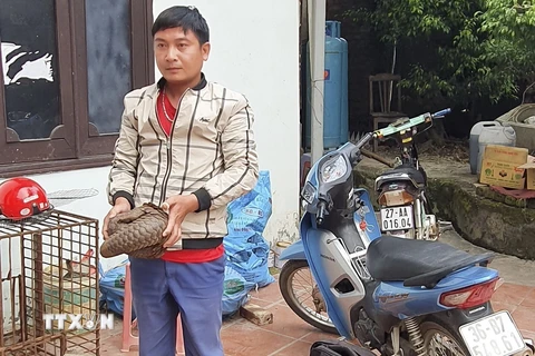 Đối tượng Đào Huy Thanh và cá thể tê tê bị lực lượng Công an bắt giữ. (Ảnh: TTXVN phát)