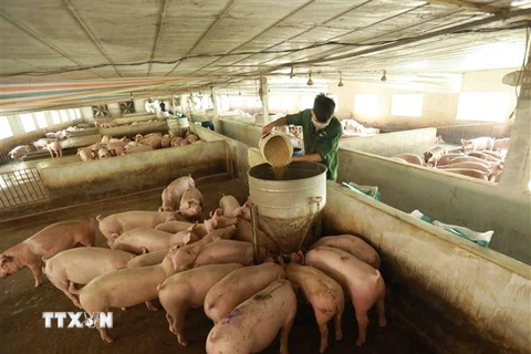 Một trang trại chăn nuôi lợn. (Nguồn: TTXVN)