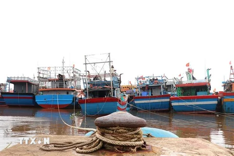Tàu cá của ngư dân Quảng Trị vào neo đậu tránh trú bão số 8 tại khu neo đậu Nam Cửa Việt ở xã Triệu An, huyện Triệu Phong. (Ảnh: Nguyên Lý/TTXVN)