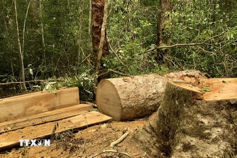 Hiện trường vụ cây gỗ bị cưa hạ tại lô 1, khoảnh 5, Tiểu khu 38 lâm phân do Ban quản lý Khu bảo tồn thiên nhiên Kon Chư Răng quản lý. (Ảnh: TTXVN phát)