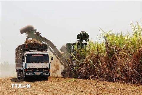 Thu hoạch mía. (Nguồn: TTXVN)