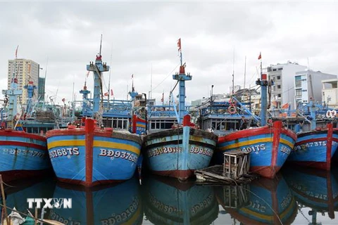 Hơn 5.800 tàu cá của ngư dân Bình Định đã vào trú ẩn an toàn tại các cảng cá, âu thuyền. (Ảnh: Nguyên Linh/TTXVN)