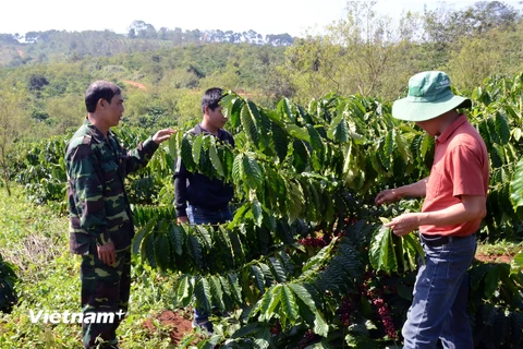 Hỗ trợ nông dân kỹ thuật canh tác càphê bền vững. (Ảnh: Hưng Thịnh/Vietnam+)