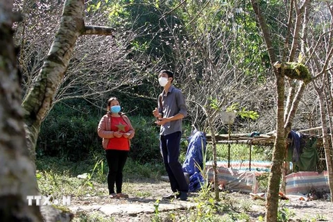Dù còn gần 2 tháng nữa mới đến Tết Nguyên đán, hàng loạt gốc đào đá ở 'thủ phủ' đào huyện Kỳ Sơn (Nghệ An) đã nở rộ khiến người dân lo thất thu vào dịp Tết. (Ảnh: Văn Tý/TTXVN)