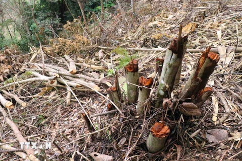 Cây trong rừng phòng hộ trên đèo Tằng Quái bị chặt phá gồm nhiều loại khác nhau, chủ yếu là những cây bản địa. (Ảnh: Xuân Tiến/TTXVN)