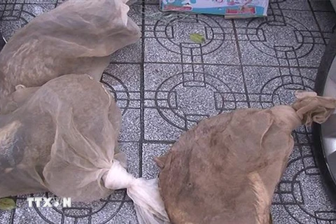 Ba cá thể cầy hương không rõ nguồn gốc được phát hiện trên một xe ôtô khách 16 chỗ tại thành phố Huế. (Ảnh: TTXVN phát)