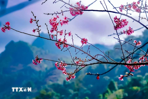 Trong tâm thức cộng đồng dân tộc Mông Tây Bắc, hoa Tớ Dày nở là tín hiệu báo mùa mùa Xuân đã về. (Ảnh: Xuân Tư/TTXVN)
