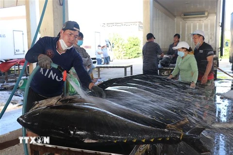 Cá ngừ đại dương được sơ chế trước khi ướp lạnh. (Ảnh: Phạm Cường/TTXVN)