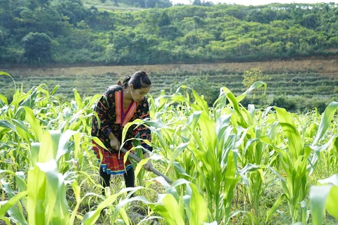 Người dân Mường Chà, Điện Biên chăm sóc cây ngô. (Ảnh: Xuân Tư/TTXVN)