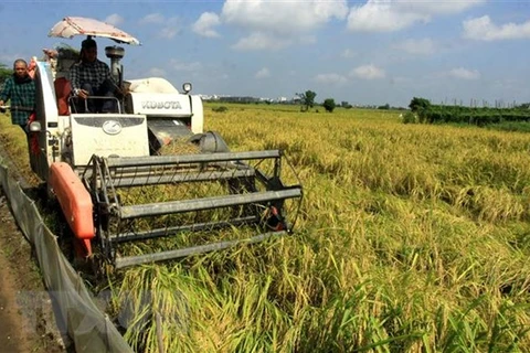 Thu hoạch lúa tại một địa phương ở Việt Nam. (Nguồn: TTXVN)